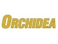 Orchidea